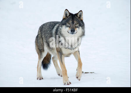 Une eurasienne wolf (Canis lupus lupus) dans la neige de l'hiver du nord de la Norvège Banque D'Images