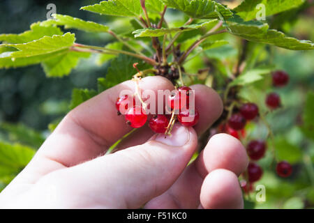 Cueillette à la main de groseille rouge, Ribes rubrum, dans un jardin Banque D'Images
