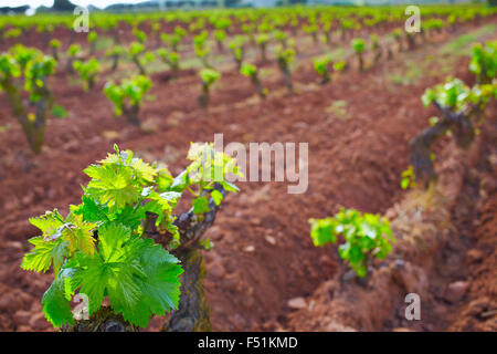La Rioja vignoble champs dans le chemin de Saint Jacques Banque D'Images