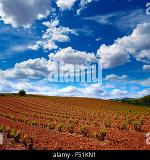 La Rioja vignoble champs par le Chemin de Saint Jacques en Logrono Banque D'Images