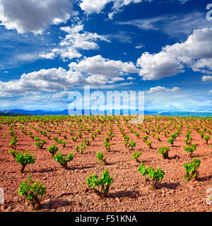 La Rioja vignoble champs par le Chemin de Saint Jacques en Logrono Banque D'Images