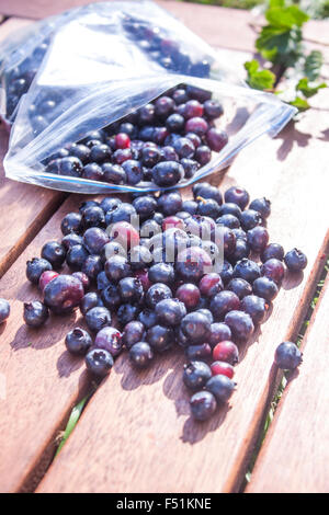 Bush Picking blueberrys Vaccinium corymbosum, dans un sac en plastique Banque D'Images
