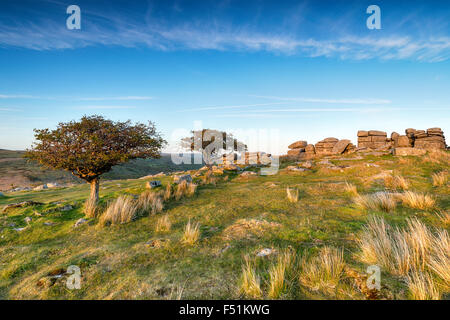 Aubépine Commbestone à arbres rabougris Tor sur le parc national du Dartmoor dans le Devon Banque D'Images