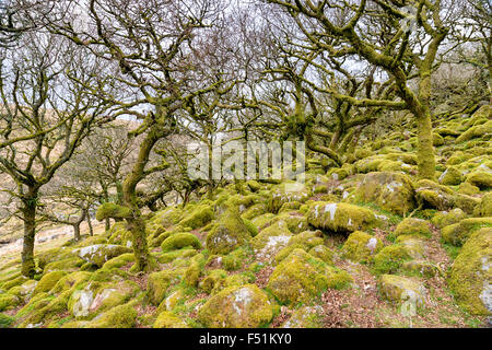 Un retard de croissance des arbres de chêne à Wistman's Wood à Dartmoor dans le Devon Banque D'Images