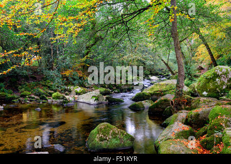 La tranquillité de l'automne sur la rivière Plym comme il coule à travers les magnifiques forêts de Dewerstone sur le parc national du Dartmoor dans le Devon Banque D'Images