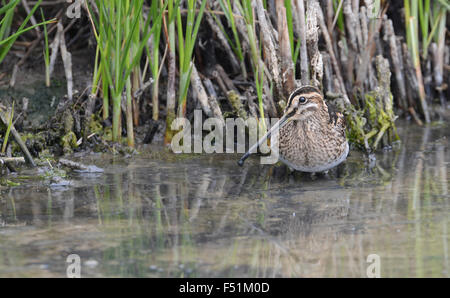 Bécassine des marais (Gallinago gallinago) dosage dans un ponceau, Kent, UK Banque D'Images