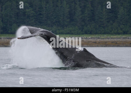 Baleine à bosse lob-tailing dans les eaux de l'Alaska Banque D'Images