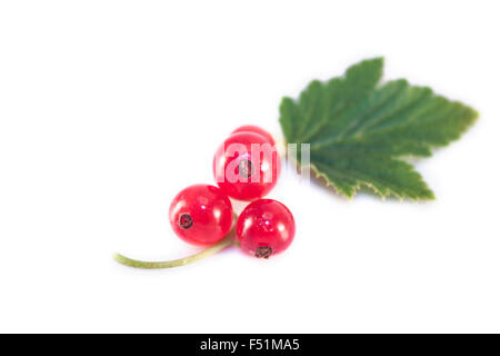 Ribes rubrum, groseille rouge, isolé sur fond blanc Banque D'Images
