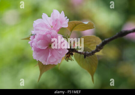 Sakura Banque D'Images