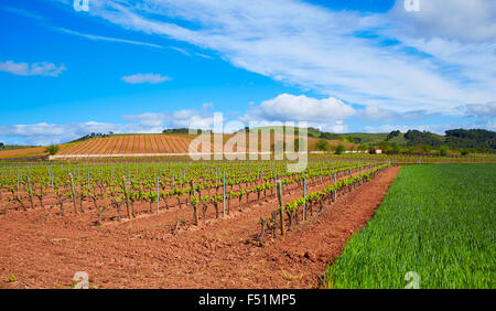La Rioja vignoble champs par le Chemin de Saint Jacques en Logrono Banque D'Images