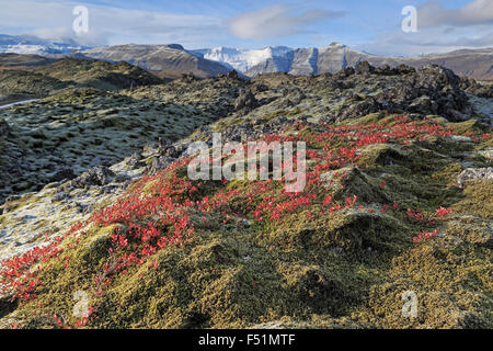 Avis de Berserkjahraun Champ de lave à l'automne avec ses montagnes couvertes de neige Banque D'Images