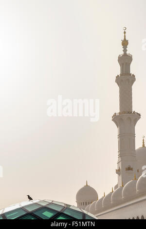 Oiseau sur dôme en verre avec en arrière-plan sur le minaret et dômes Grande Mosquée de Sheikh Zayed à Abu Dhabi Banque D'Images