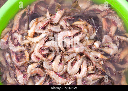 Un grand nombre de crevettes fraîches, Penaeus dans un récipient en plastique, dans un marché à Phu Quoc, Vietnam Banque D'Images