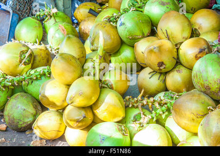 Un tas de noix de coco verte, Cocos nucifera, dans un restaurant sur la plage de Sao, Vietnam Banque D'Images