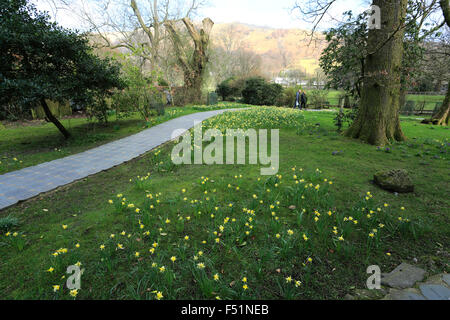 Printemps jonquilles la jonquille, Wordsworth Grasmere village, Jardin, Parc National de Lake District, Cumbria, England, UK Banque D'Images