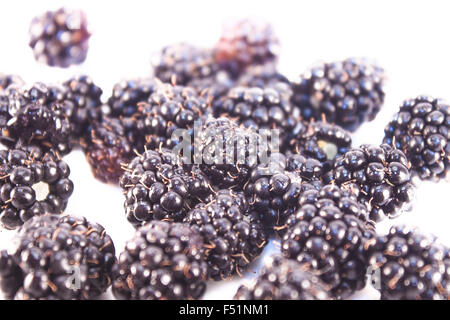 Les Blackberries, Rubus fruticosus, isolé sur fond blanc Banque D'Images
