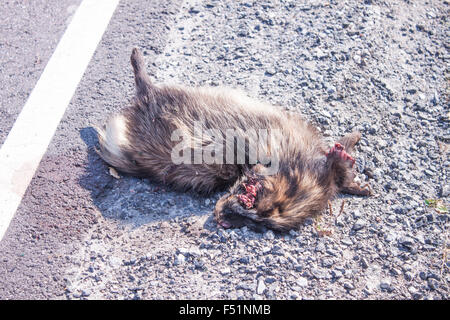 Roadkill chien viverrin, sur le bord de la route Banque D'Images