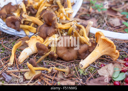 Brun Jaune et blanches yellow foot Cueillette de champignons chantarelle, à un forrest Banque D'Images