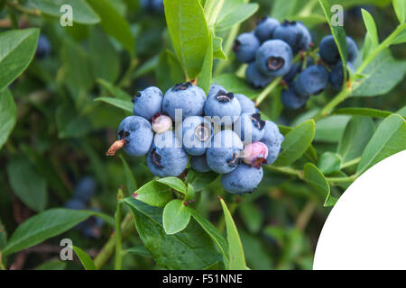 Bush d'une myrtille plein de Vaccinium corymbosum, whortleberries bleu Banque D'Images