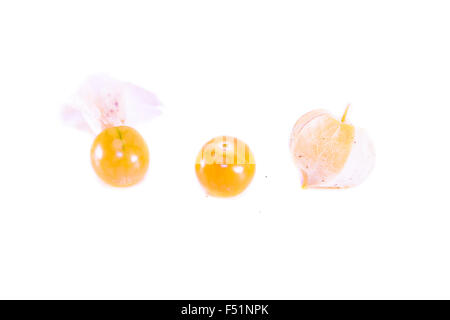 Physalis, Physalis peruviana, isolé sur fond blanc Banque D'Images