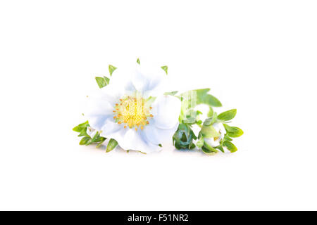 Fragaria ananassa, fleur de fraisier, isolé sur fond blanc Banque D'Images