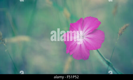 Fleur fond flou abstrait violet avec des fleurs sauvages Banque D'Images