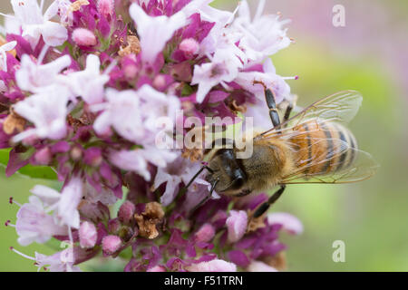 Prendre du repos de l'abeille sur fleur pourpre Banque D'Images