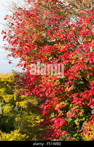 Feuillage d'automne rouge et or de l'hardy Japanese maple, Acer japonicum Banque D'Images