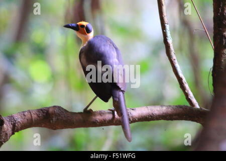 À tête jaune (Picathartes Picathartes gymnocephalus) au Ghana Banque D'Images