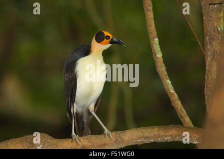 À tête jaune (Picathartes Picathartes gymnocephalus) au Ghana Banque D'Images