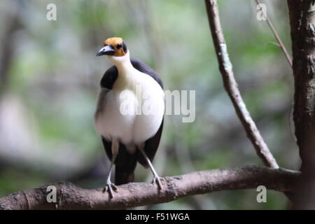 À tête jaune (Picathartes Picathartes gymnocephalus) au Ghana Banque D'Images