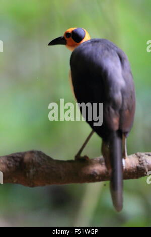 À tête jaune (Picathartes Picathartes gymnocephalus) au Ghana Banque D'Images