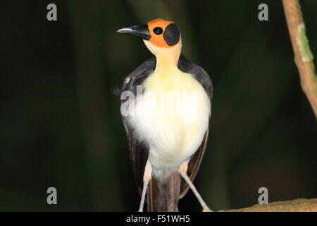 À tête jaune (Picathartes Picathartes gymnocephalus) au Ghana Banque D'Images