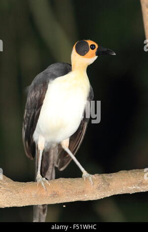 À tête jaune (Picathartes Picathartes gymnocephalus) au Ghana Banque D'Images