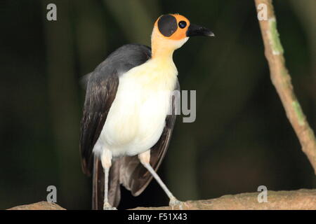 À tête jaune (Picathartes Picathartes gymnocephalus) au Ghana Banque D'Images