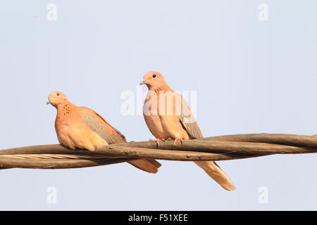 Laughing Dove (Streptopelia senegalensis) au Ghana Banque D'Images