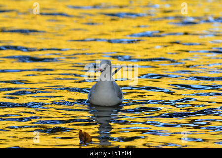 Couleurs de l'automne reflète dans l'eau et tête noir Banque D'Images