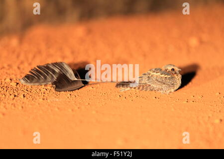 Standard-winged Nightjar (Macrodipteryx longipennis) au Ghana, l'Afrique Banque D'Images