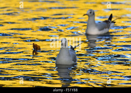 Couleurs de l'automne reflète dans l'eau et des mouettes Banque D'Images