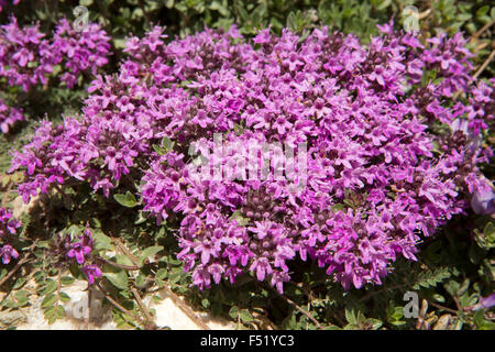 L'Inde, l'Himachal Pradesh, le Lahaul Valley, Chhota Dara, violet himalayan azalea fleurs sauvages Banque D'Images