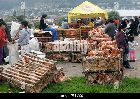 Du poulet à la vente, au marché des animaux d'Otavalo, Equateur, Amérique du Sud Banque D'Images