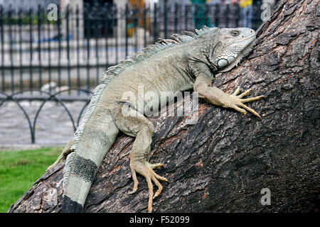 Iguana sur l'arbre dans le Parque Bolivar, Guayaquil, Equateur, Amérique du Sud Banque D'Images