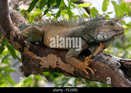 Iguana sur la branche de l'arborescence dans le Parque Bolivar, Guayaquil, Equateur, Amérique du Sud Banque D'Images