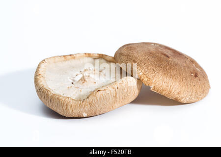 Champignons portabello biologique isolé sur fond blanc Banque D'Images