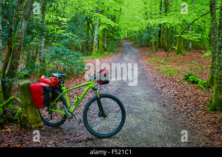 Roncevaux hêtre commencer de façon de Sain James cycliste en Navarre Pyrénées Banque D'Images