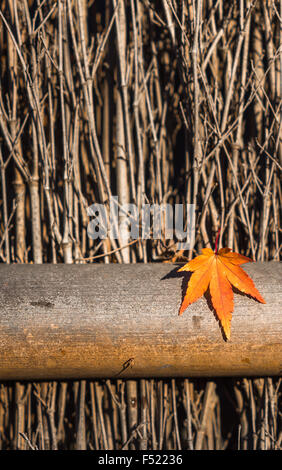 Feuille d'automne sur fond de bois Banque D'Images