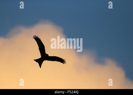 Le Milan royal (Milvus milvus) silhouetted against orange coucher de soleil nuages en Powys, Pays de Galles. Banque D'Images