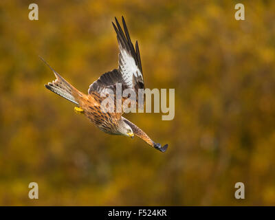 Le Milan royal (Milvus milvus) se transforme en une plongée vers le bas contre un arbre d'automne en arrière-plan Powys, Pays de Galles. Banque D'Images