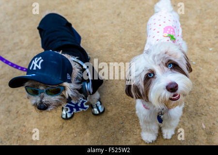 New York, NY 25 octobre 2015 - Les chiens dans leurs costumes de Halloween au Washington Square Chien Halloween Party Banque D'Images