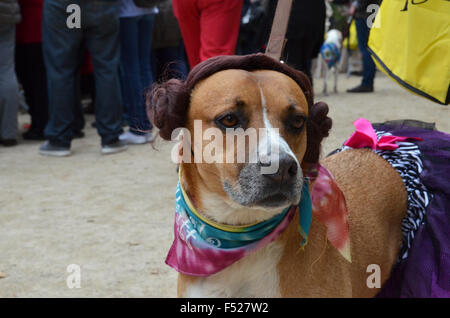 Chien tompkins square parade halloween new york 2015 Banque D'Images